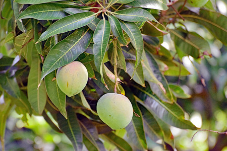 美国夏威夷毛伊省莫伊的一个种植园的芒果树上挂着一帮图片