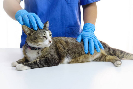 兽医诊所兽医护理消毒医生和猫的检图片
