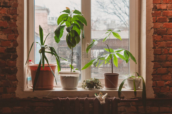 清晨在Loft的窗台上站立着被施肥的植物图片