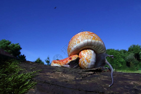 玉米蛇Pantherophisguttatus与绿色背景上的猎物玉米蛇的颜色突变与刚捕获的老鼠Amelan背景图片