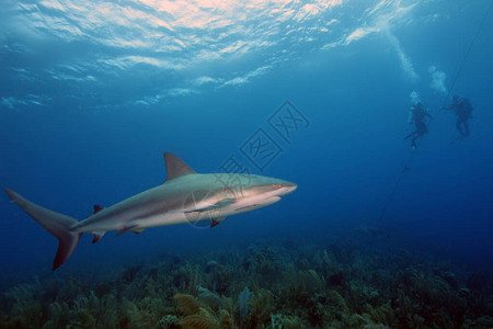 海岸前的加勒比珊瑚礁鲨鱼Carcharhinus图片