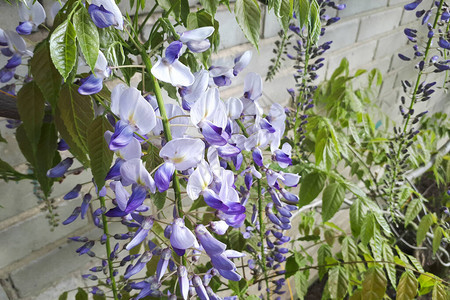 蓝雨紫藤开花紫藤和日本紫藤图片