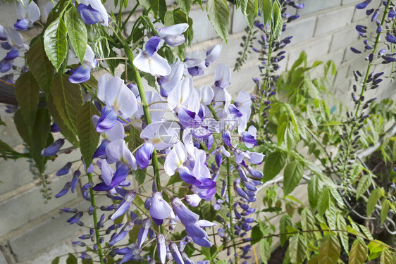 蓝雨紫藤开花紫藤和日本紫藤图片