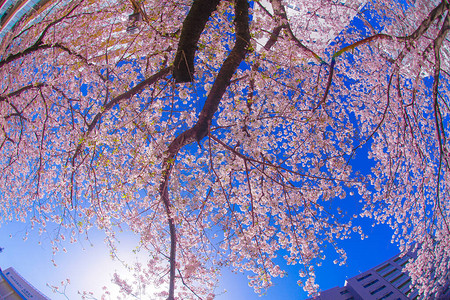 樱花与天台盛开的轻麻衣河图片