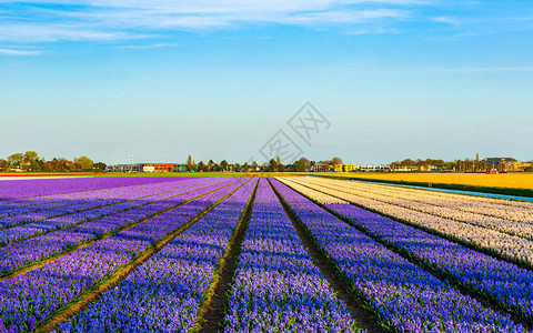 荷兰风景照片景观紫色蓝花草田图片