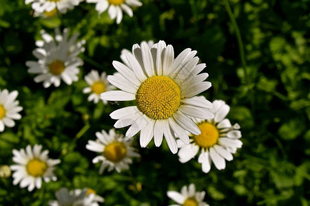 美丽的雏菊花园在盛夏开来有图片