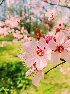 苹果树花开阳光明媚的图片