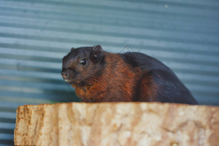黑色和棕色地松鼠Spermophiluscitellus图片