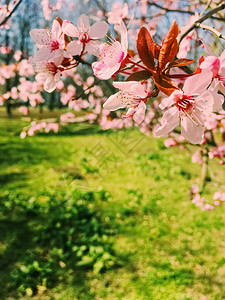 苹果树花开阳光明媚的图片