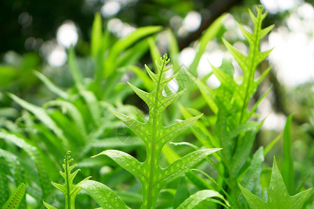 这种蕨类植物生长在西太平洋的野图片