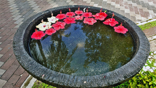 长杵的热带芙蓉花头漂浮在水中图片