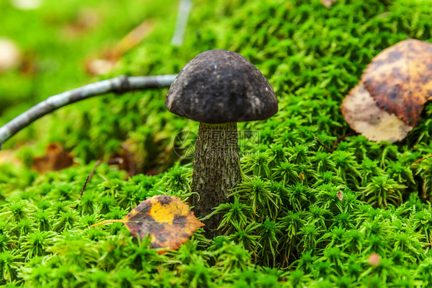 苔藓秋季森林背景中带棕色帽PennyBunleccinum的可食用小蘑菇真菌在自然环境中大蘑菇宏关闭鼓舞人心的自然夏图片