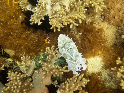 菲律宾马拉帕斯加热带珊瑚礁中的墨鱼图片