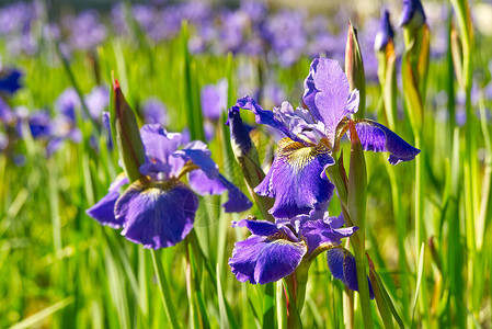 关闭紫色日本鸢尾花蓝色花虹膜自然夏天阳光明媚的背景具有图片