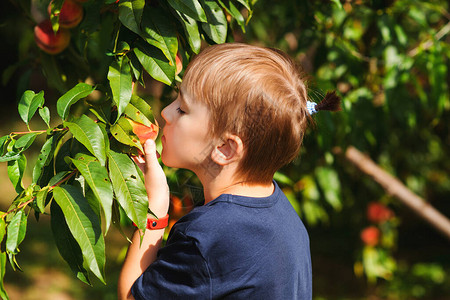 快乐的孩子在花园里摘桃小园丁帮助和收获收获苹果的男孩夏日的果树园夏季家庭营养乡村户外图片