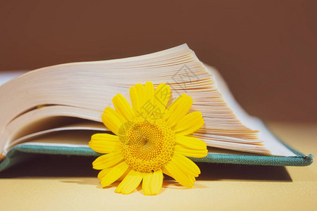 黄色背景的书本之间有黄菊花背景图片
