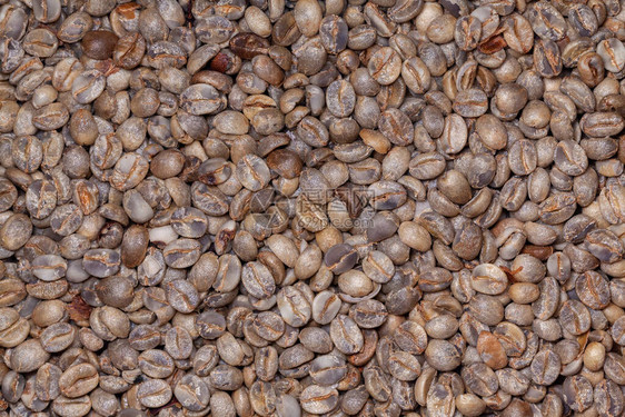 未烘烤的有机咖啡豆阿拉比卡咖啡图片