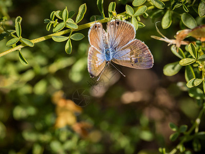 蝴蝶在其自然环境中拍照图片