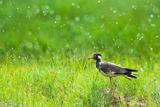 享受绿草地上的雨中洗澡图片