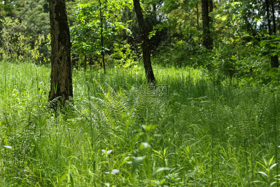 在基辅的SyretskyArboretum阳光图片