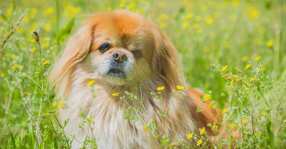 可爱又漂亮的金色北京狗在公园玩耍和快乐最好的人类朋友阳光下花园里图片