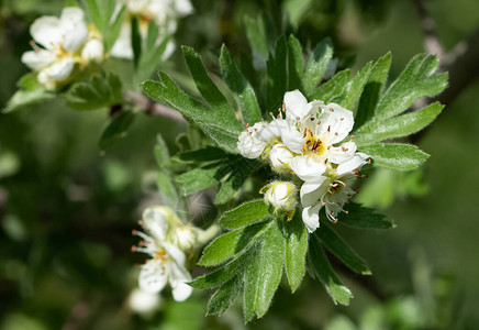 农村地区种植白公顷花的照片照片来自Fl图片