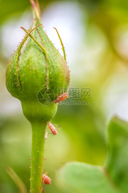 自然中玫瑰芽的虫子关闭图片