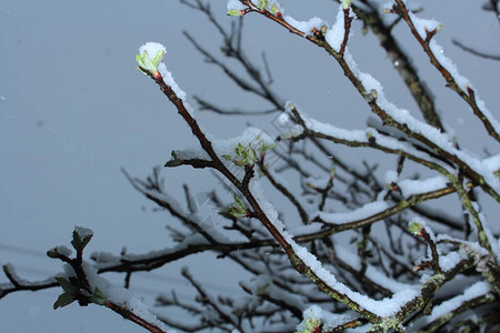 树上生长的绿叶满是雪盖月亮下春雪背景图片