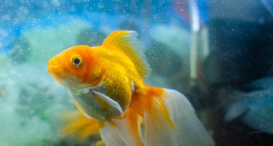 水族馆里的金鱼水族馆里的鱼水族图片