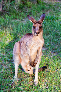 Kangaroo动物澳图片