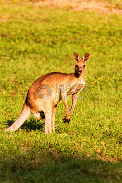 Kangaroo动物澳图片