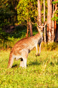 Kangaroo动物澳图片