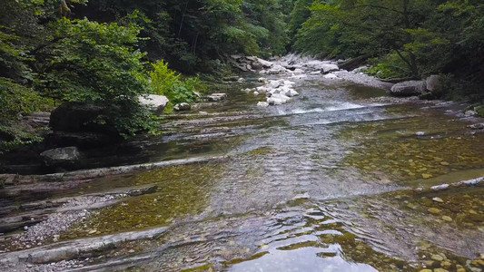 美丽的山区河流经绿色森林夹子在绿色茂密的森林背景下图片