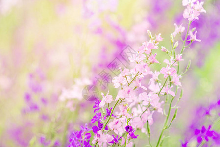 夏季背景有鲜花紫色图片