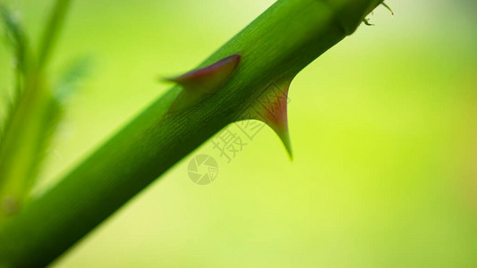 玫瑰的尖刺模糊的背景特写图片