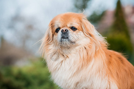 在散步时养着红斑犬一身漂亮的金宠物生图片