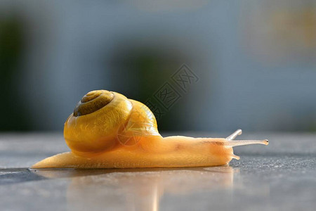 蜗牛带壳的美丽微距照片图片
