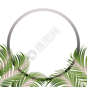 框架图片与棕榈树背景的绿叶背景图片