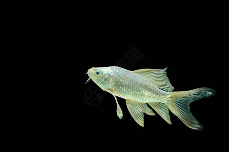 黑色背景中的蝴蝶锦鲤图片
