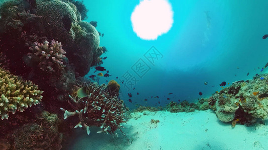 珊瑚礁热带水下海洋鱼类菲律宾博霍尔图片