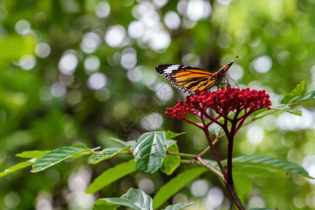 在花园春夏季节的自然背景上关闭帝王蝶在红花上飞翔黄蝴蝶在户外散景图片