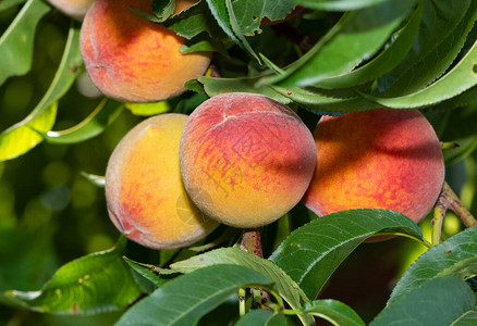 桃树和成熟的天然桃照片图片