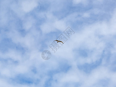 一只海鸥独自在蓝天飞行翅膀张开图片