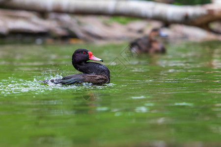 一只红嘴的黑鸭子在水面上图片