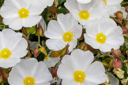 Bennett的白岩玫瑰花和粉图片