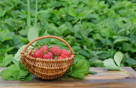 在浆果园收获草莓在柳条篮中采摘成熟的草莓图片