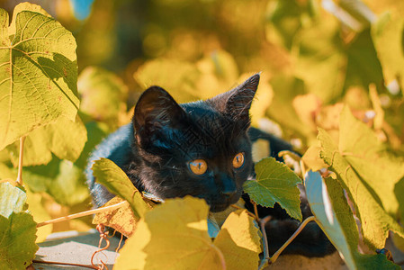 一只美丽的黑色小猫在花园里的肖像宠物的生活背景图片