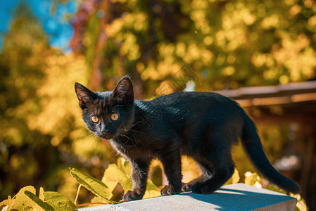 一只美丽的黑色小猫在花园里的肖像宠物的生活背景图片