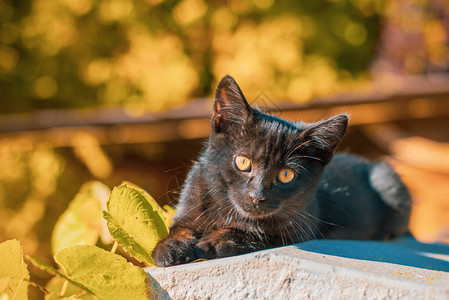 一只美丽的黑色小猫在花园里的肖像宠物的生活背景图片