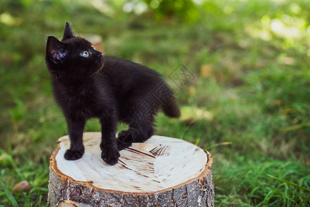 一只美丽的黑色小猫在花园里的肖像宠物的生活背景图片